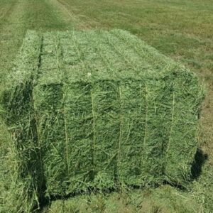 Buy Alfalfa Hay