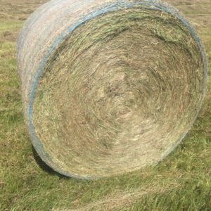 Round hay bale for sale